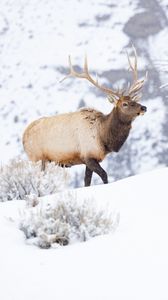 Preview wallpaper deer, wildlife, animal, snow, winter