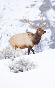 Preview wallpaper deer, wildlife, animal, snow, winter