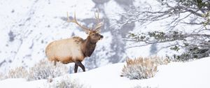 Preview wallpaper deer, wildlife, animal, snow, winter