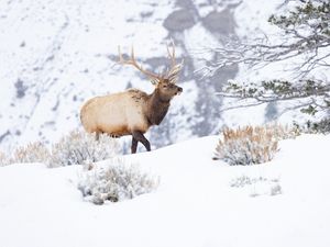 Preview wallpaper deer, wildlife, animal, snow, winter