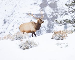 Preview wallpaper deer, wildlife, animal, snow, winter