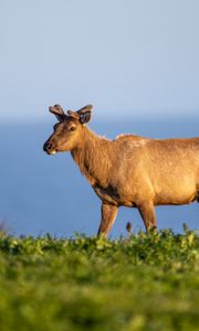 Preview wallpaper deer, wildlife, grass