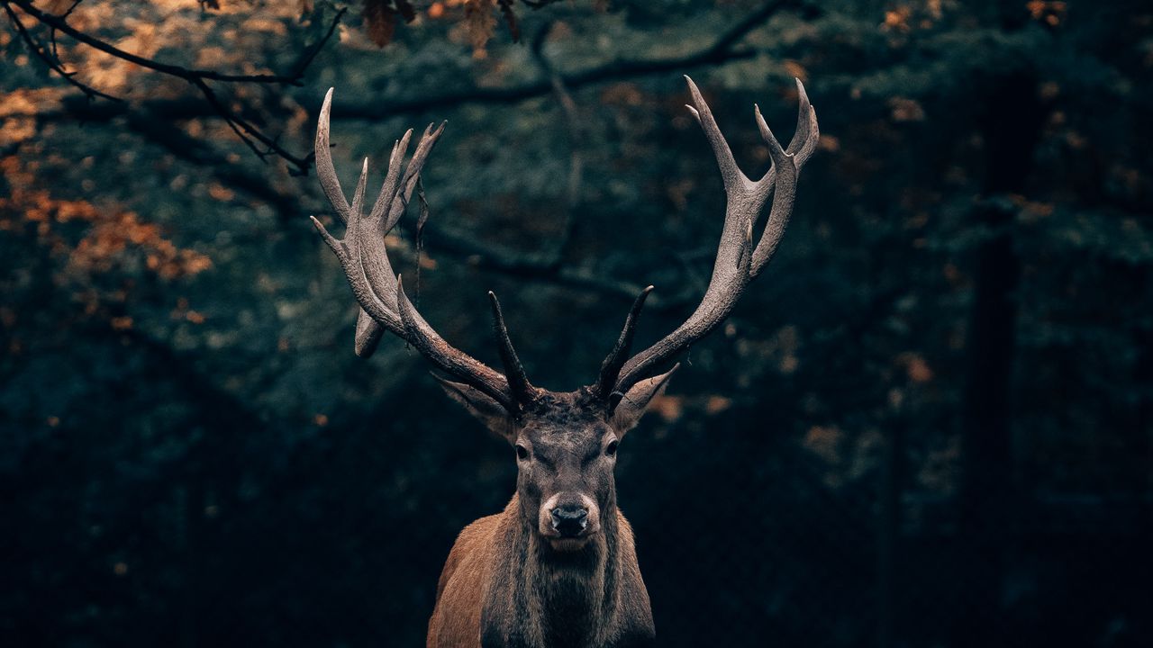 Wallpaper deer, wildlife, horns, branches, forest