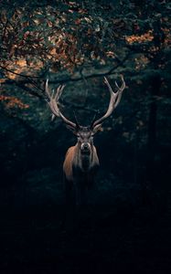 Preview wallpaper deer, wildlife, horns, branches, forest