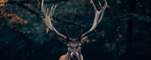 Preview wallpaper deer, wildlife, horns, branches, forest