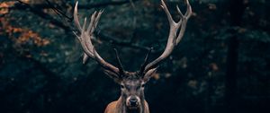 Preview wallpaper deer, wildlife, horns, branches, forest