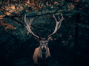 Preview wallpaper deer, wildlife, horns, branches, forest