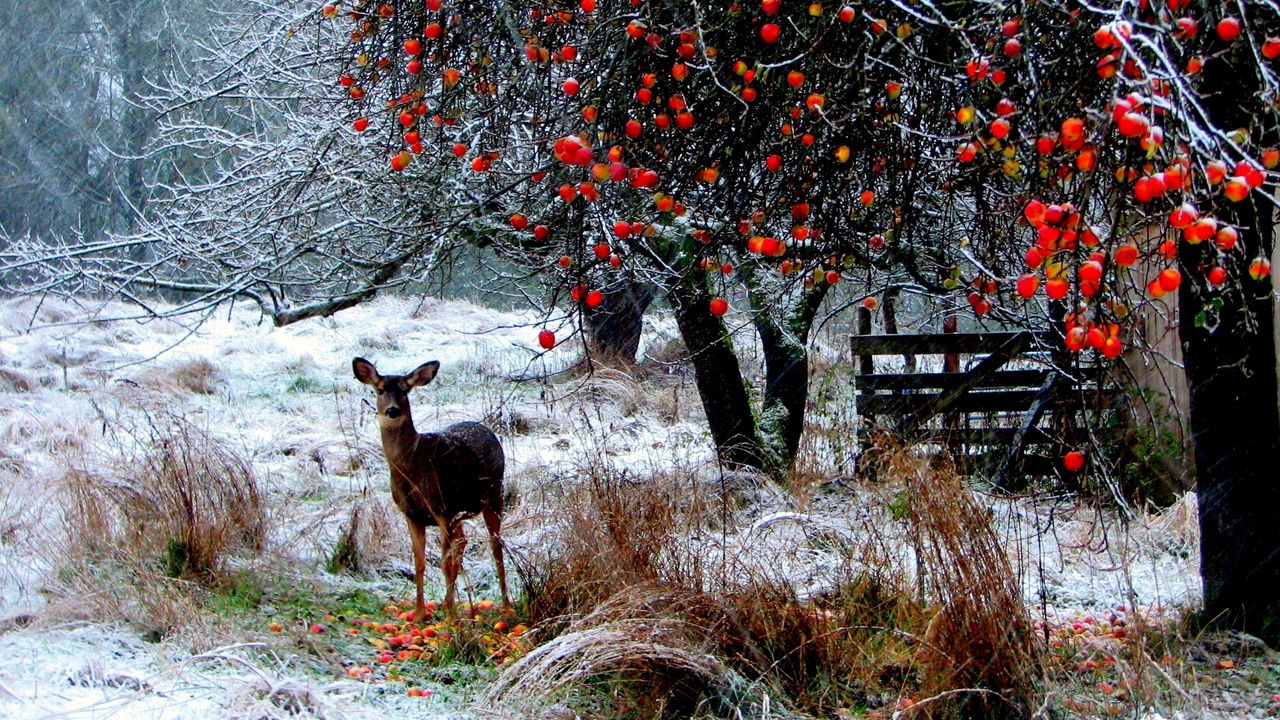 Wallpaper deer, winter, snow, walk, forest, trees
