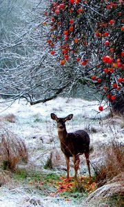 Preview wallpaper deer, winter, snow, walk, forest, trees