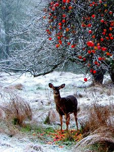 Preview wallpaper deer, winter, snow, walk, forest, trees