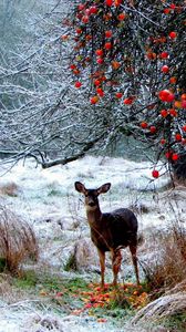 Preview wallpaper deer, winter, snow, walk, forest, trees