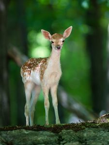 Preview wallpaper deer, wood, views