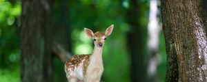 Preview wallpaper deer, wood, views