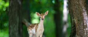 Preview wallpaper deer, wood, views