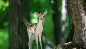 Preview wallpaper deer, wood, views