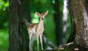 Preview wallpaper deer, wood, views