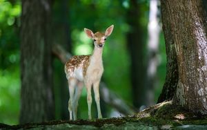 Preview wallpaper deer, wood, views