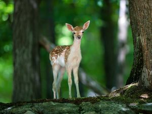 Preview wallpaper deer, wood, views