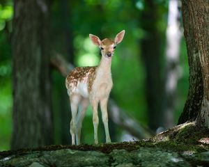 Preview wallpaper deer, wood, views