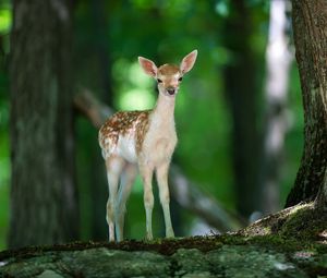 Preview wallpaper deer, wood, views