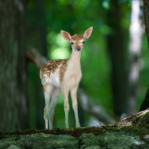 Preview wallpaper deer, wood, views