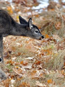 Preview wallpaper deer, young, grass, down, stand