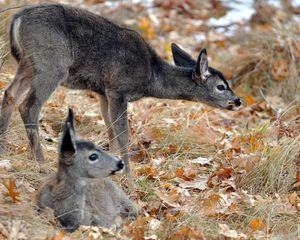 Preview wallpaper deer, young, grass, down, stand