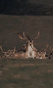 Preview wallpaper deers, animals, wildlife, nature