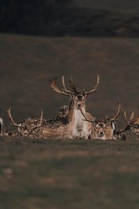 Preview wallpaper deers, animals, wildlife, nature