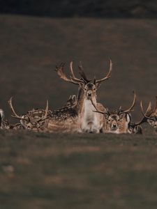 Preview wallpaper deers, animals, wildlife, nature