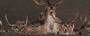 Preview wallpaper deers, animals, wildlife, nature