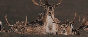Preview wallpaper deers, animals, wildlife, nature