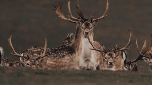 Preview wallpaper deers, animals, wildlife, nature