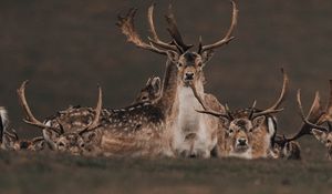 Preview wallpaper deers, animals, wildlife, nature