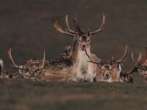 Preview wallpaper deers, animals, wildlife, nature