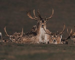 Preview wallpaper deers, animals, wildlife, nature