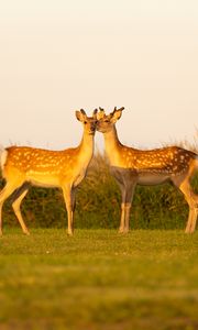 Preview wallpaper deers, couple, wildlife, animals