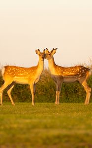 Preview wallpaper deers, couple, wildlife, animals