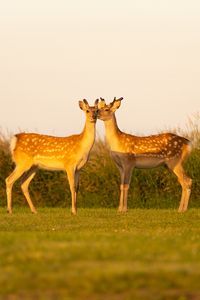 Preview wallpaper deers, couple, wildlife, animals