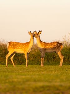 Preview wallpaper deers, couple, wildlife, animals