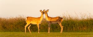 Preview wallpaper deers, couple, wildlife, animals