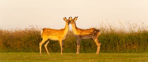 Preview wallpaper deers, couple, wildlife, animals