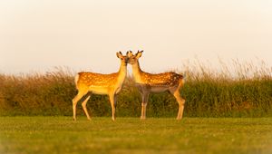 Preview wallpaper deers, couple, wildlife, animals