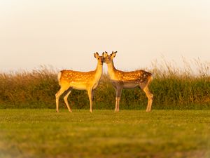 Preview wallpaper deers, couple, wildlife, animals