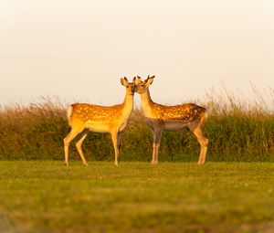 Preview wallpaper deers, couple, wildlife, animals