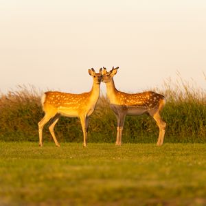 Preview wallpaper deers, couple, wildlife, animals