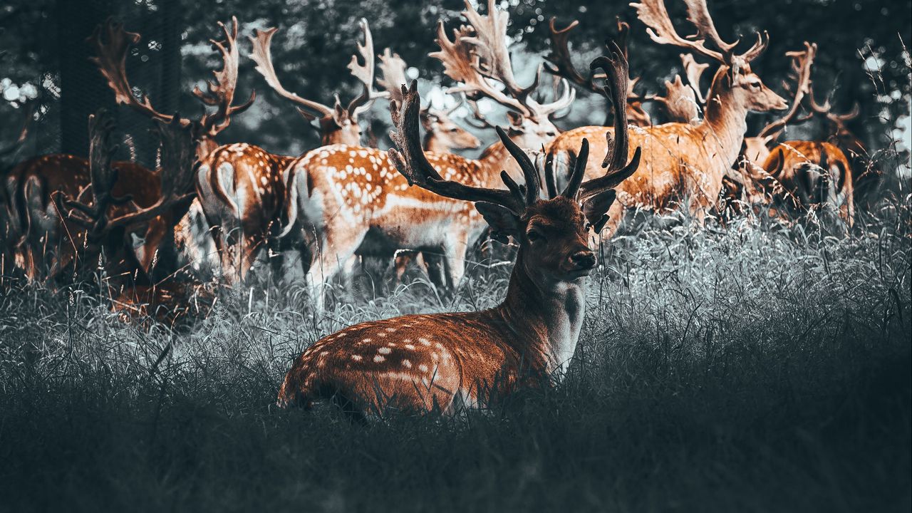 Wallpaper deers, deer, antlers, herd, forest