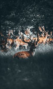 Preview wallpaper deers, deer, antlers, herd, forest