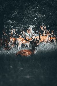 Preview wallpaper deers, deer, antlers, herd, forest