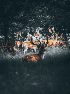 Preview wallpaper deers, deer, antlers, herd, forest